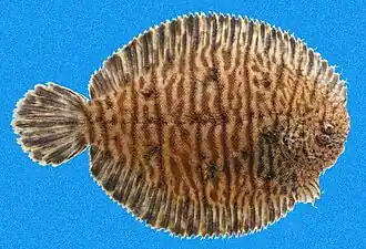 Achirus scutum