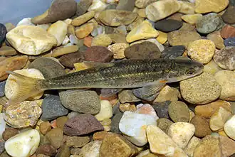 Achondrostoma arcasii