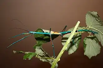 Achrioptera fallax