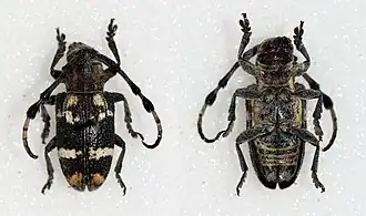 Achthophora annulicornis