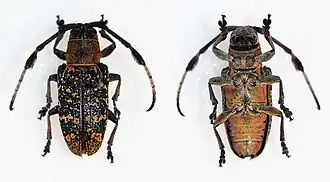 Achthophora ferruginea