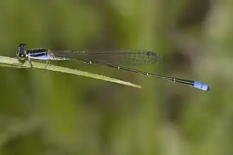 Aciagrion approximans