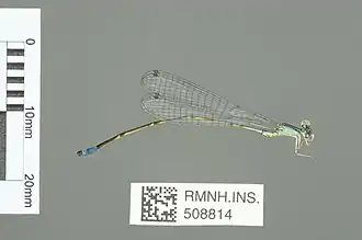 Aciagrion balachowskyi