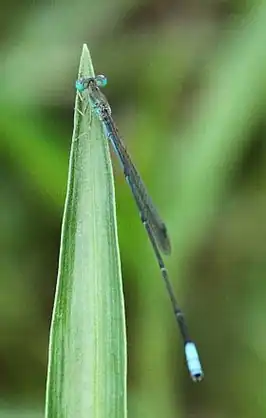 Aciagrion gracile