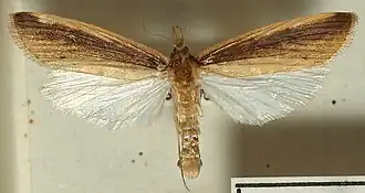 Friedlanderia cicatricella