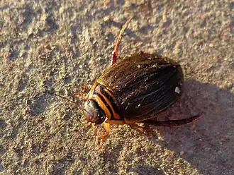 Gestreepte haarwaterroofkever