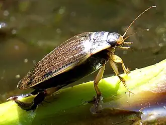 Gegroefde haarwaterroofkever
