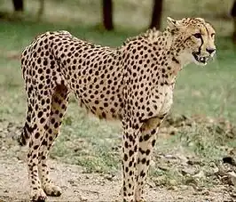 Aziatisch jachtluipaard