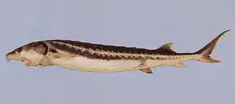 Acipenser persicus