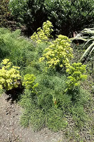 Aciphylla dieffenbachii