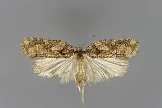 Dennenboogbladroller