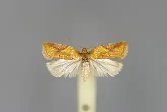 Bruingele boogbladroller