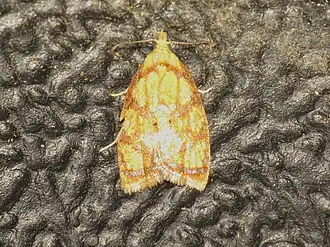 Gouden boogbladroller