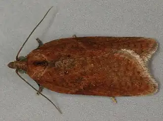 Acleris caledoniana