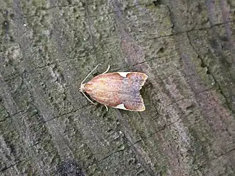 Rode driehoekbladroller