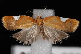 Rode driehoekbladroller