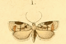 Acleris lacordairana