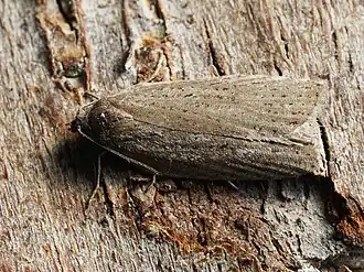 Grijze boogbladroller