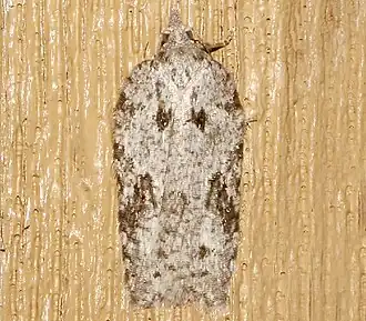 Acleris maximana