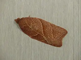 Acleris platynotana