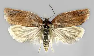 Gezoomde boogbladroller