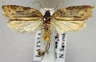 Zwartnekboogbladroller