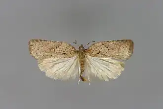 Zuidelijke boogbladroller