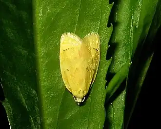 Acleris semipurpurana