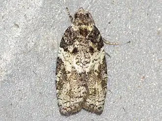 Acleris variana