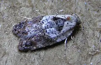 Witschouderbladroller