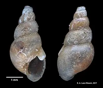Odostomia striata