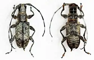 Acmocera conjux