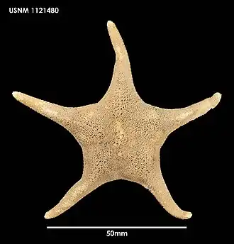 Acodontaster capitatus