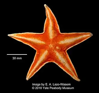 Acodontaster hodgsoni