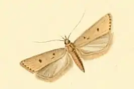 Acompsia antirrhinella