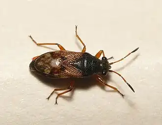 Acompus rufipes