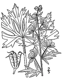 Aconitum noveboracense