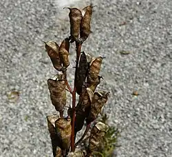 Opengesprongen vruchten