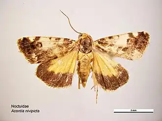 Emmelia crocata
