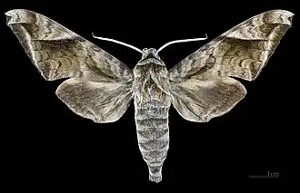 Acosmeryx naga naga ♂