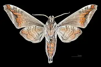 Acosmeryx naga naga ♂ △