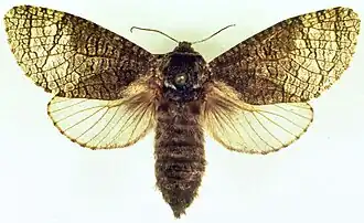 Acossus centerensis