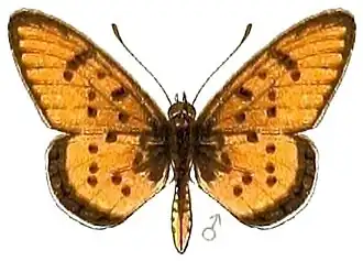 Stephenia axina
