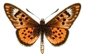 Stephenia doubledayi