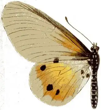 Acraea dammii