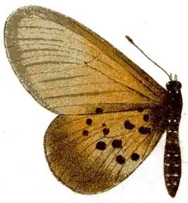 Acraea eugenia