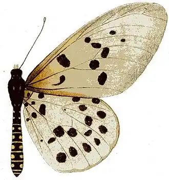 Acraea hova