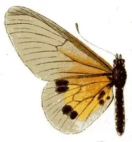 Acraea igati