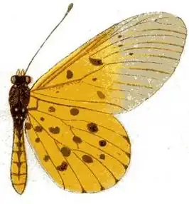 Acraea mahela