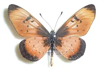 Stephenia natalica